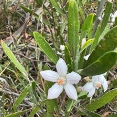 Eriostemon australasius at Wattle Ridge, NSW - 29 Sep 2024 by Span102