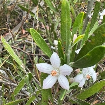 Eriostemon australasius at Wattle Ridge, NSW - 29 Sep 2024 by Span102