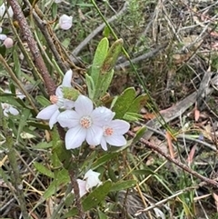 Eriostemon australasius at Wattle Ridge, NSW - 29 Sep 2024 06:55 PM