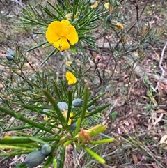 Gompholobium grandiflorum at Wattle Ridge, NSW - 29 Sep 2024 by Span102