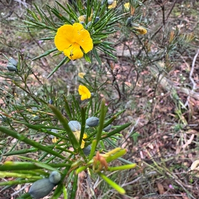 Gompholobium grandiflorum at Wattle Ridge, NSW - 28 Sep 2024 by Span102