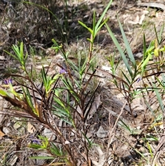 Stypandra glauca at Bungonia, NSW - 1 Oct 2024