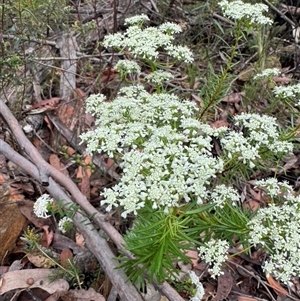 Poranthera corymbosa at Wattle Ridge, NSW - 29 Sep 2024