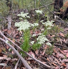 Poranthera corymbosa at Wattle Ridge, NSW - 29 Sep 2024