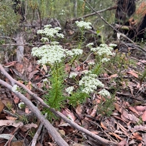 Poranthera corymbosa at Wattle Ridge, NSW - 29 Sep 2024