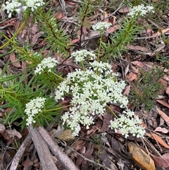 Poranthera corymbosa at Wattle Ridge, NSW - 29 Sep 2024