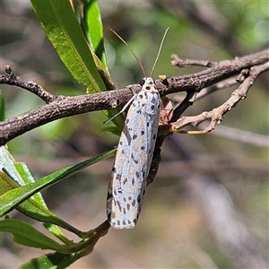 Utetheisa (genus) at Bungonia, NSW - 1 Oct 2024