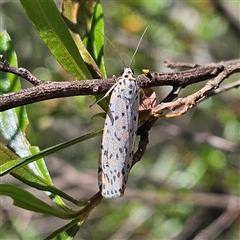 Utetheisa (genus) at Bungonia, NSW - 1 Oct 2024 11:16 AM