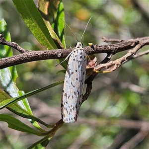 Utetheisa (genus) at Bungonia, NSW - 1 Oct 2024