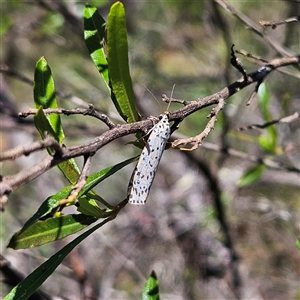 Utetheisa (genus) at Bungonia, NSW - 1 Oct 2024 11:16 AM