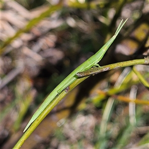 Psednura pedestris at Bungonia, NSW - 1 Oct 2024