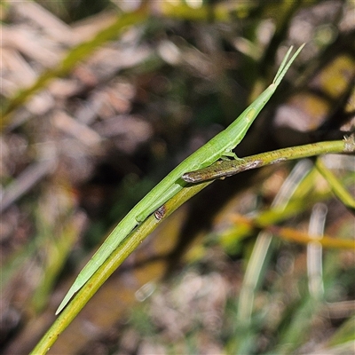 Psednura musgravei (Musgraves Psednura) at Bungonia, NSW - 1 Oct 2024 by MatthewFrawley