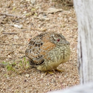 Turnix varius at Mittagong, NSW - 25 Sep 2024