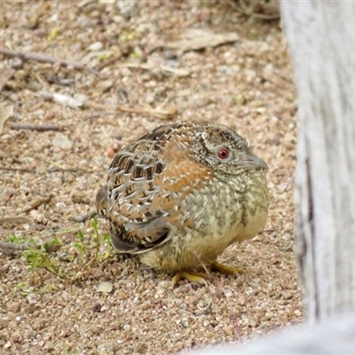 Turnix varius (Painted Buttonquail) at Mittagong, NSW - 25 Sep 2024 by Span102