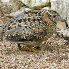 Turnix varius at Mittagong, NSW - 25 Sep 2024