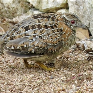 Turnix varius at Mittagong, NSW - 25 Sep 2024