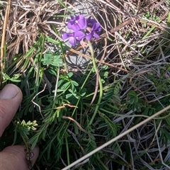 Swainsona monticola (Notched Swainson-Pea) at Kambah, ACT - 1 Oct 2024 by HelenCross