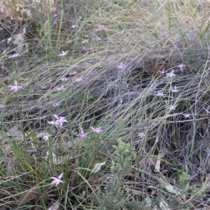 Glossodia major at Acton, ACT - suppressed