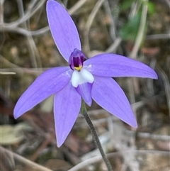 Glossodia major at Acton, ACT - suppressed