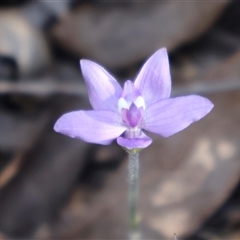 Glossodia major at Acton, ACT - suppressed