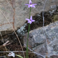 Glossodia major at Acton, ACT - suppressed