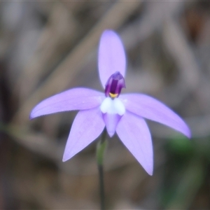 Glossodia major at Acton, ACT - suppressed