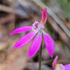 Caladenia carnea (Pink Fingers) at Bungonia, NSW - 1 Oct 2024 by MatthewFrawley