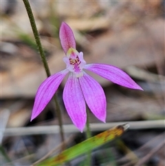 Caladenia carnea at Bungonia, NSW - 1 Oct 2024