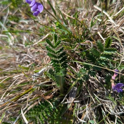 Swainsona monticola (Notched Swainson-Pea) at Kambah, ACT - 1 Oct 2024 by HelenCross