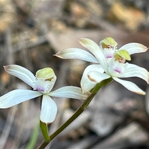 Caladenia ustulata at Acton, ACT - 30 Sep 2024