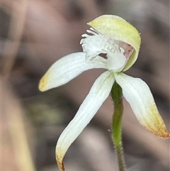 Caladenia ustulata at Acton, ACT - 30 Sep 2024