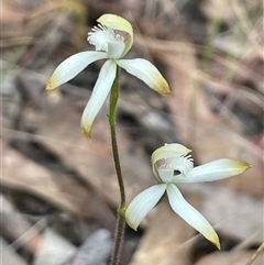 Caladenia ustulata at Acton, ACT - 30 Sep 2024