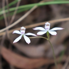 Caladenia ustulata at Acton, ACT - 30 Sep 2024