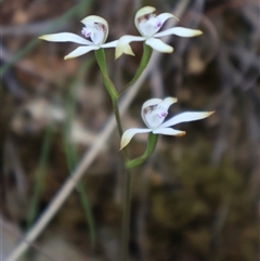 Caladenia ustulata at Acton, ACT - 30 Sep 2024