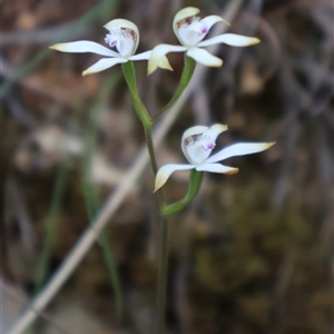 Caladenia ustulata at Acton, ACT - 30 Sep 2024