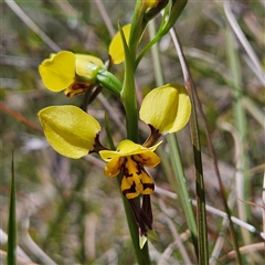 Diuris sulphurea at Bungonia, NSW - 1 Oct 2024