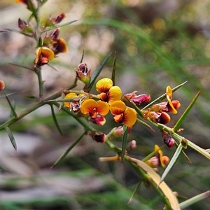 Daviesia ulicifolia subsp. ulicifolia at Bungonia, NSW - 1 Oct 2024