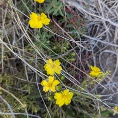 Hibbertia calycina (Lesser Guinea-flower) at Kambah, ACT - 1 Oct 2024 by HelenCross