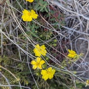 Hibbertia calycina at Kambah, ACT - 1 Oct 2024