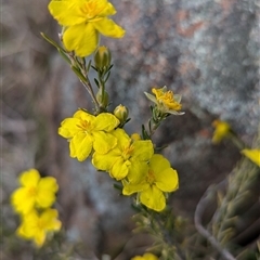 Hibbertia calycina at Kambah, ACT - 1 Oct 2024