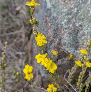 Hibbertia calycina at Kambah, ACT - 1 Oct 2024