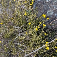 Hibbertia calycina at Kambah, ACT - 1 Oct 2024