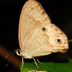 Hypocysta metirius (Brown Ringlet) at Sheldon, QLD - 1 Oct 2024 by PJH123