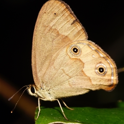 Hypocysta metirius (Brown Ringlet) at Sheldon, QLD - 1 Oct 2024 by PJH123