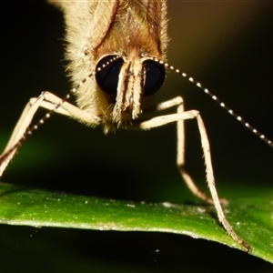 Hypocysta metirius at Sheldon, QLD - suppressed