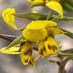 Diuris nigromontana at Aranda, ACT - suppressed