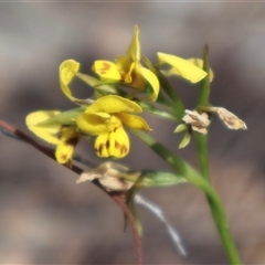 Diuris nigromontana at Aranda, ACT - 30 Sep 2024