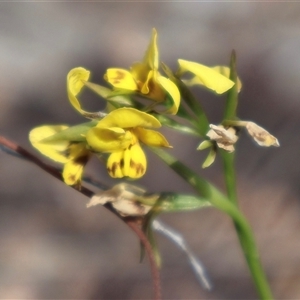 Diuris nigromontana at Aranda, ACT - suppressed