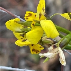 Diuris nigromontana at Aranda, ACT - suppressed