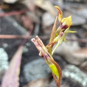 Diuris nigromontana at Aranda, ACT - suppressed